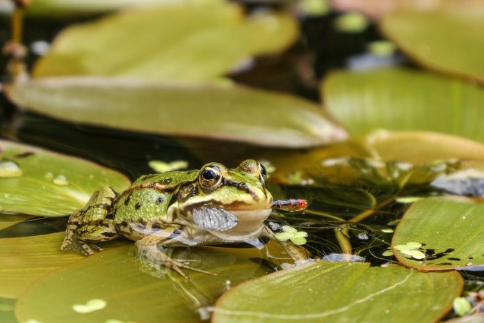 Symbolbild Froschteich Symbolbild, Tiere, Frosch, Froschteich, Beute © (pxhere)