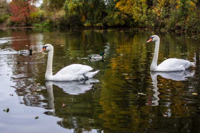 Symbolbild, Tiere, Schwan, Paar, Schwanenpaar, Wasser © on pixabay