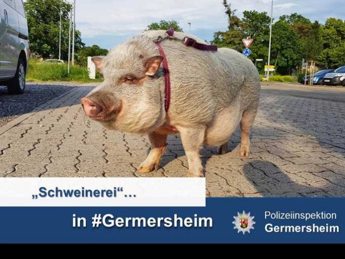 Ungewöhnlicher Besuch Ungewöhnlicher Besuch