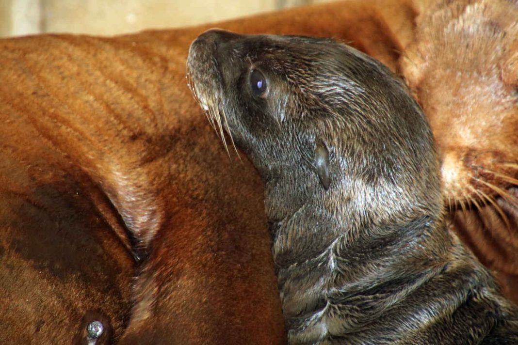 Der junge Seelöwe ist Chiccas zweites Jungtier. (Foto: Timo Deible/Zoo Karlsruhe)