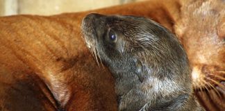 Der junge Seelöwe ist Chiccas zweites Jungtier. (Foto: Timo Deible/Zoo Karlsruhe)