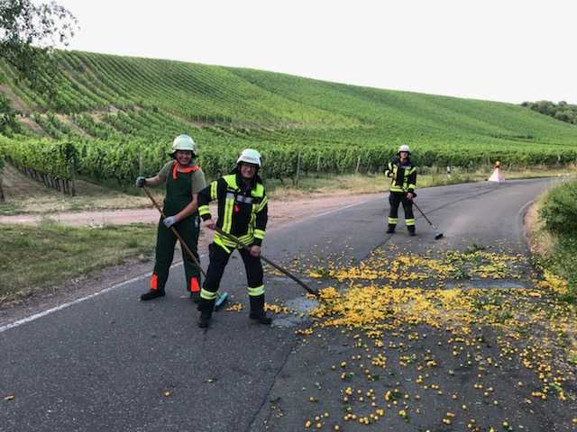 Umgestürzter Baum Mandel