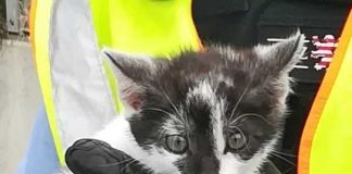 A5: Kleines Kätzchen gerettet
