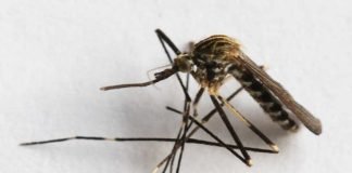 Aedes-japonicus_