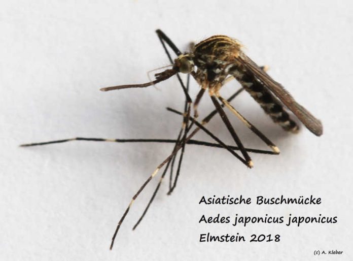 Aedes-japonicus_