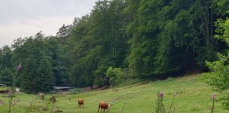 Gut für Mensch und Natur: Beweidung öffnet die Landschaft und schafft wertvolle Lebensräume, hier eine Fläche bei Lindenberg (Foto: Biosphärenreservat)