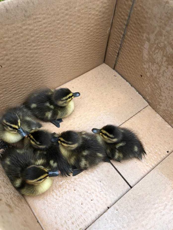 Darmstadt: Neues Zuhause für Entenfamilie gefunden Darmstadt: Neues Zuhause für Entenfamilie gefunden