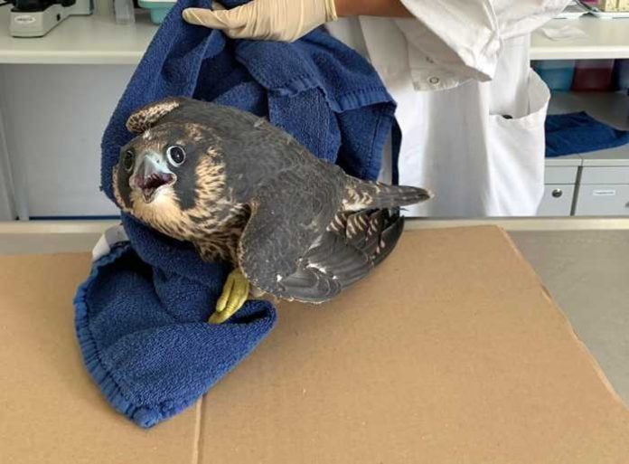 Dieser Wanderfalke wird derzeit in der Tierklinik der Uni Gießen gepflegt und aufgepäppelt