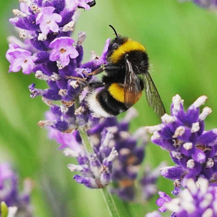 Hummel auf Blüte (Foto: Holger Knecht)