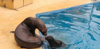 Der junge Robbenbulle Kano bei seinen ersten Schwimm- und Tauchübungen im kleinen Becken. (Foto: Zoo Heidelberg)