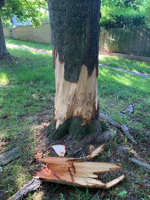 Kastanienbaum stark beschädigt Kastanienbaum stark beschädigt © Stadt Dieburg
