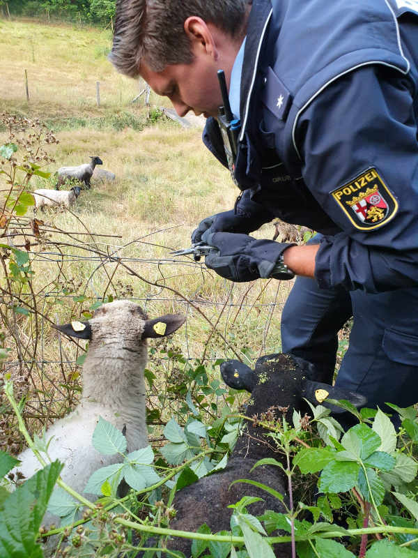 Die Polizisten trieben die Schafe auf ihre Weie (Foto: Polizeipräsidium Westpfalz)