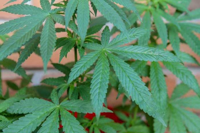 Symbolbild, Drogen, Marihuana, Grünpflanze © on Pixabay