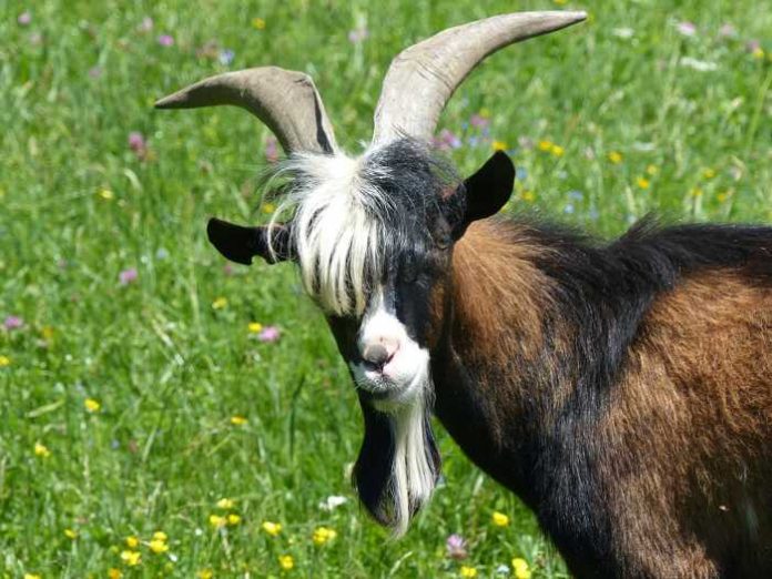 Symbolbild Ziegenbock Symbolbild, Tiere, Ziegenbock, Wiese © Alois Grundner on Pixabay