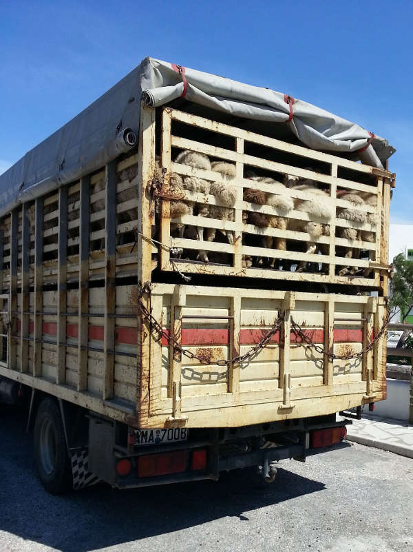 Tiertransport (Foto: Pixabay Natalie Gi) Tiertransport (Foto: Pixabay Natalie Gi)