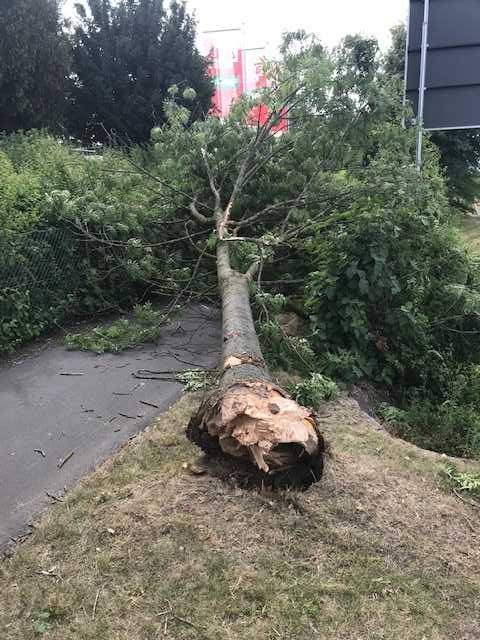 Unfallstelle mit dem umgestürzten Baum