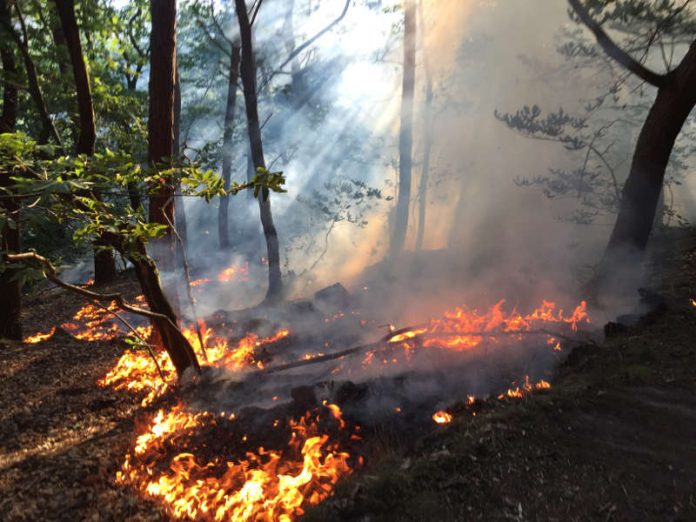 Waldbrand bei der Wolfsburg (Foto: Feuerwehr Neustadt)