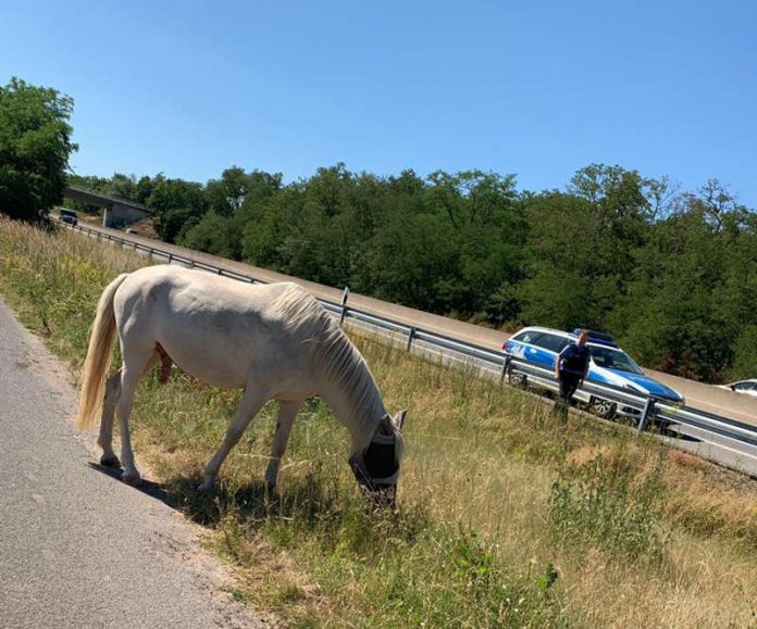 Pferd am Straßenrand (Foto: Polizei RLP)