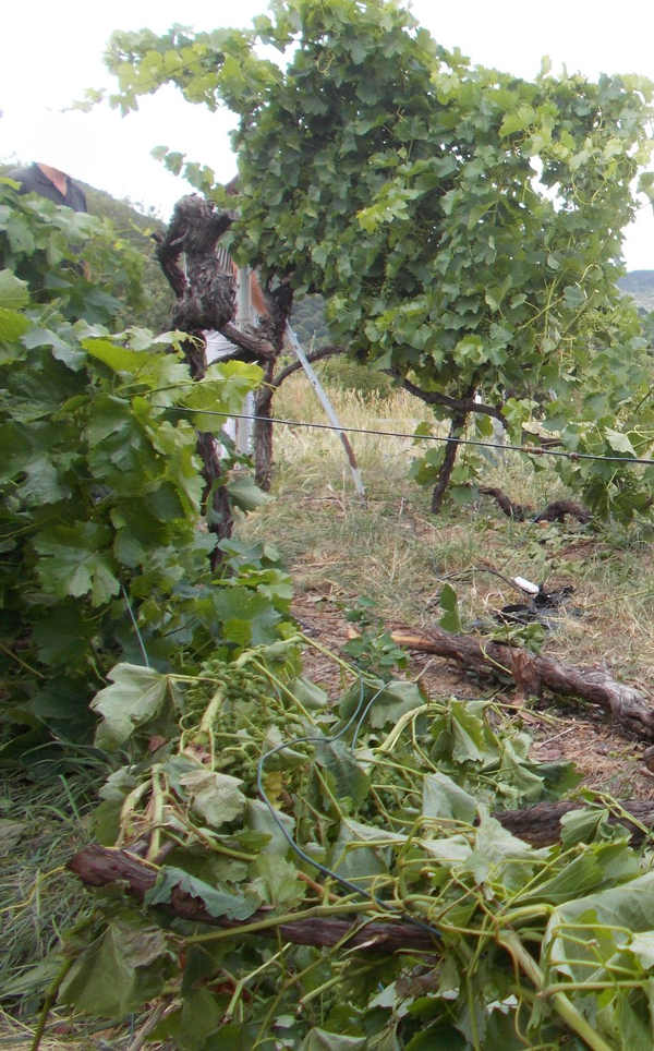 Der beschädigte Weinberg (Foto: Polizei RLP)