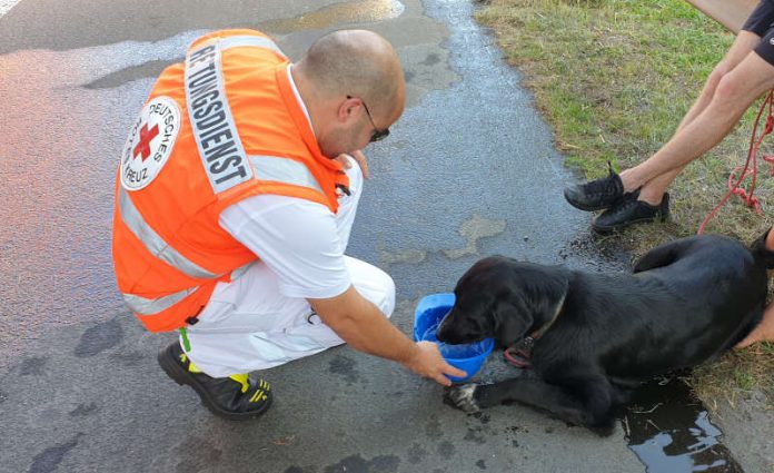 Auf den Hund gekommen (Foto: Polizei RLP)