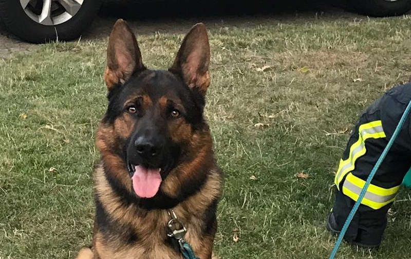 Der befreite Schäferhund (Foto: Feuerwehr Neustadt)