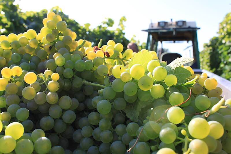 Weinlesebeginn 2019 (Foto: Pfalzwein e.V. / Susanne Breiling)