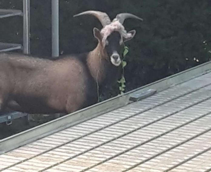 Der Ziegenbock wurde eingefangen (Foto: Polizei RLP)