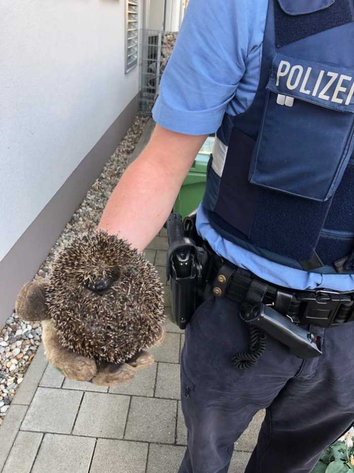 Igel befreit