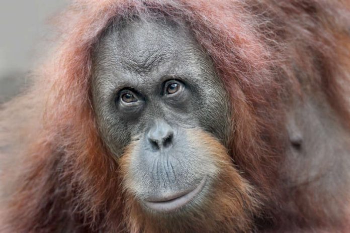 Orang-Utan (Foto: Matthias Besant)