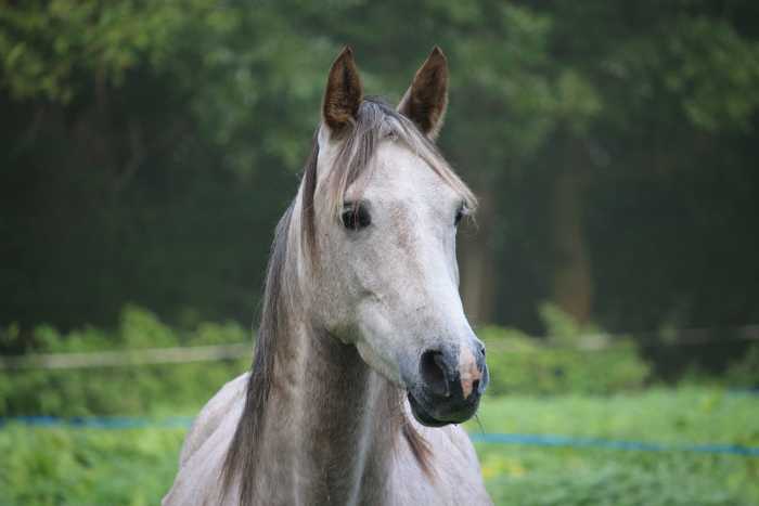 Symbolbild, Tiere, Pferd, Schimmel, Kopf, Koppel, nebelig (pxhere)