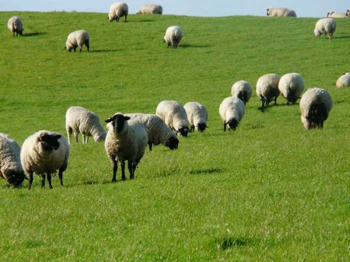 Symbolbild Schafe, Herde © on Pixabay Symbolbild, Tiere, Schafe, Rhönschafe, Wiese © on Pixabay