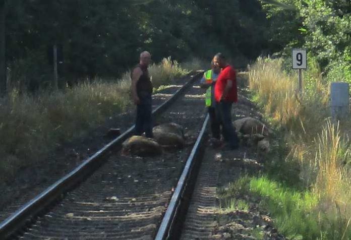 Tote Schafe neben der Bahnstrecke