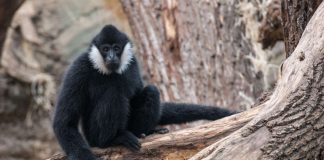 Weißwangengibbon (Foto: Ingo Hamann)