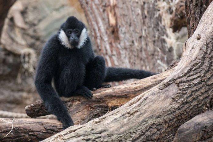 Weißwangengibbon (Foto: Ingo Hamann)