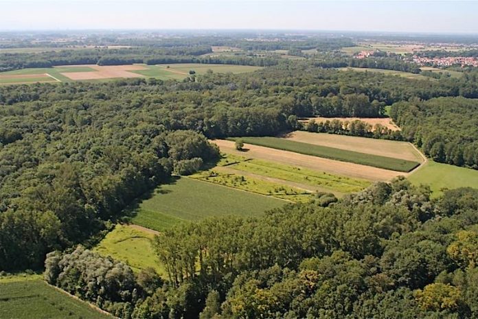 Hördter Rheinaue (Foto: SGD Süd)