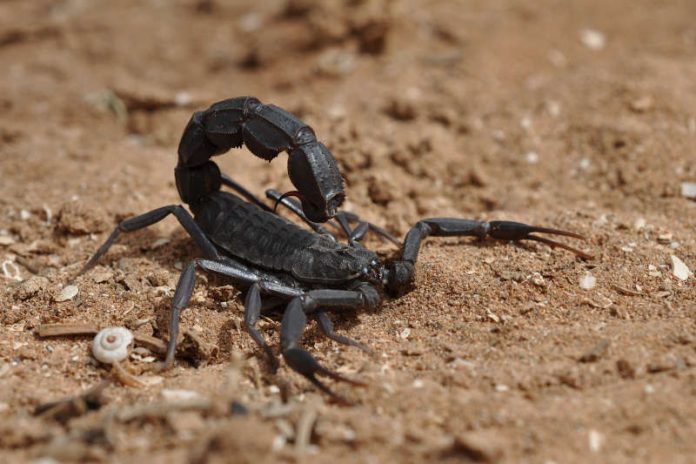 Skorpion der Gattung Androctonus (Foto: Markus Oulehla)