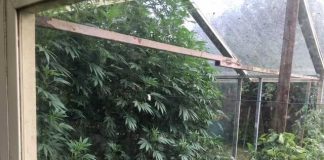 Cannabispflanzen im Gewächshaus