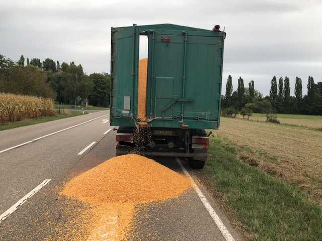 Mais auf der Fahrbahn Mais auf der Fahrbahn