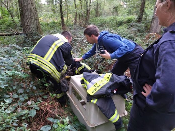 Der Greifvogel wurde in eine Box verbracht (Foto: Feuerwehr Haßloch)