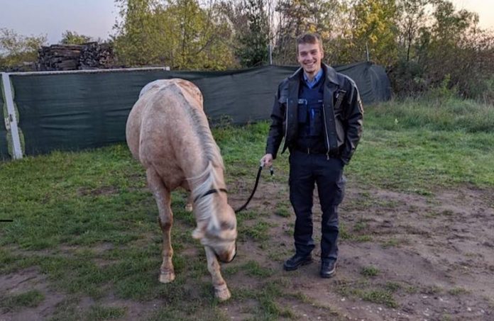 Das eingefangene Pferd mit einem Polizist (Foto: Polizei RLP) Das eingefangene Pferd mit einem Polizist (Foto: Polizei RLP)