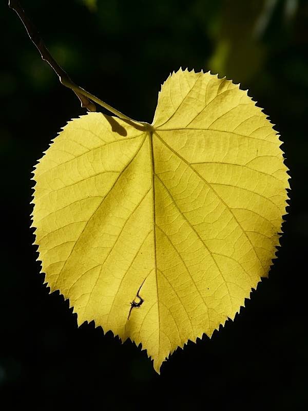 Symbolbild Linde Blatt (Foto: Pixabay/Hans Braxmeier)