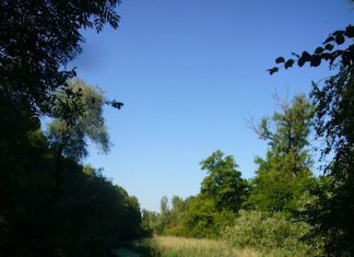 Die Rheinauen bei Rappenwört. (Foto: Hannes Blank)