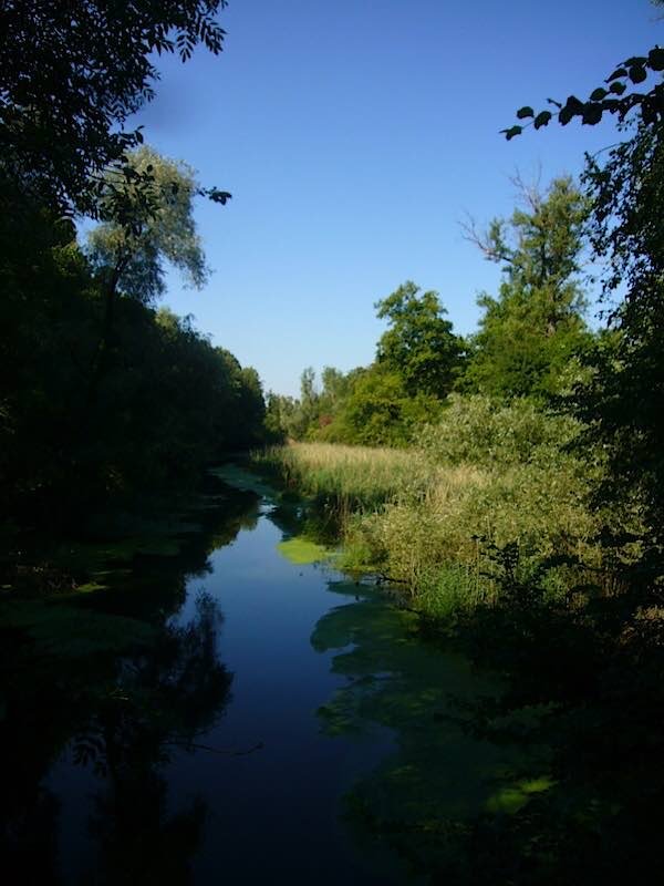 Die Rheinauen bei Rappenwört. (Foto: Hannes Blank)