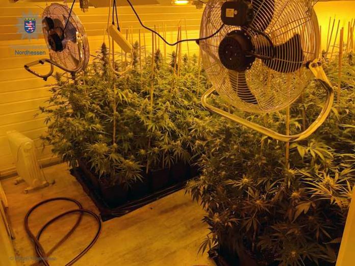 Ausgehobene Plantage mit Cannabis-Pflanzen