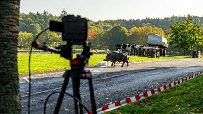 Der Wildsau-Dummy wartet auf seinen Einsatz.