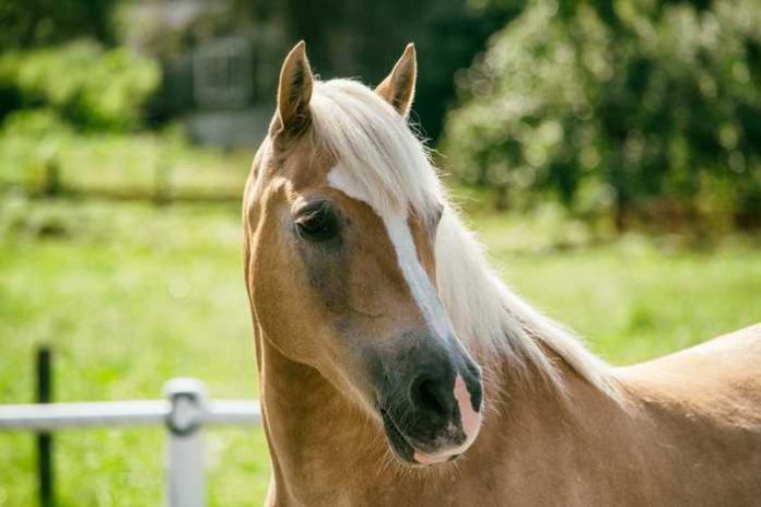 Symbolbild, Tiere, Pferde, Stute, Haflinger Draussen © sarahdtd on Pixabay