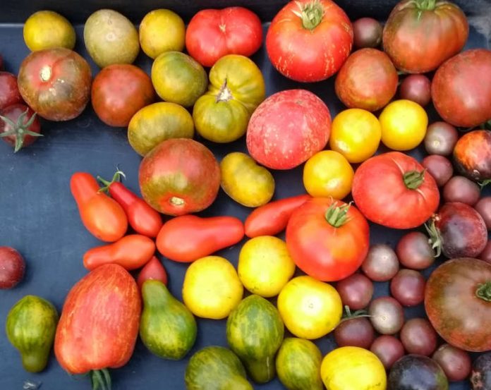 Nachhaltig und regional: Tomatenvielfalt (Foto: Biosphärenreservat)