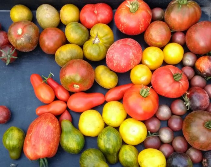 Nachhaltig und regional: Tomatenvielfalt (Foto: Biosphärenreservat) Nachhaltig und regional: Tomatenvielfalt (Foto: Biosphärenreservat)
