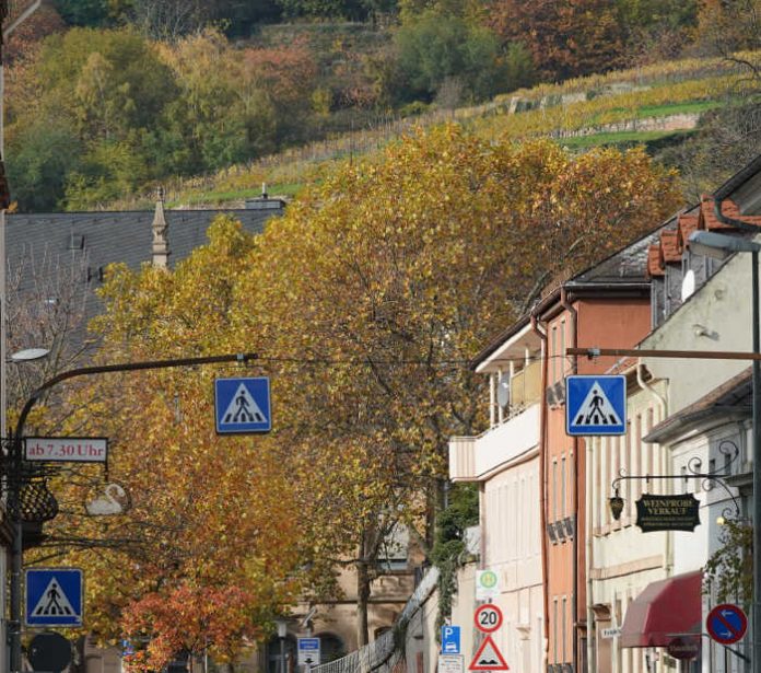 Bäume in der Stadt Neustadt an der Weinstraße (Foto: Reinhard Schnell)