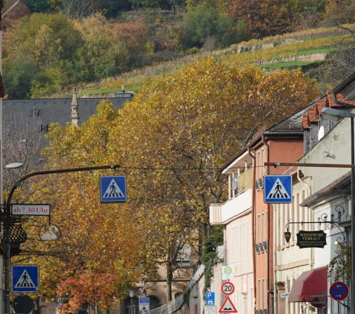 Bäume in der Stadt Neustadt an der Weinstraße (Foto: Holger Knecht)